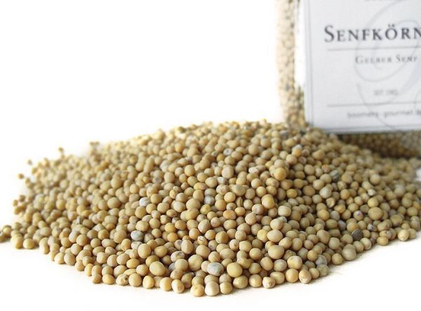 Senfkörner, gelb Senfkörner, gelb